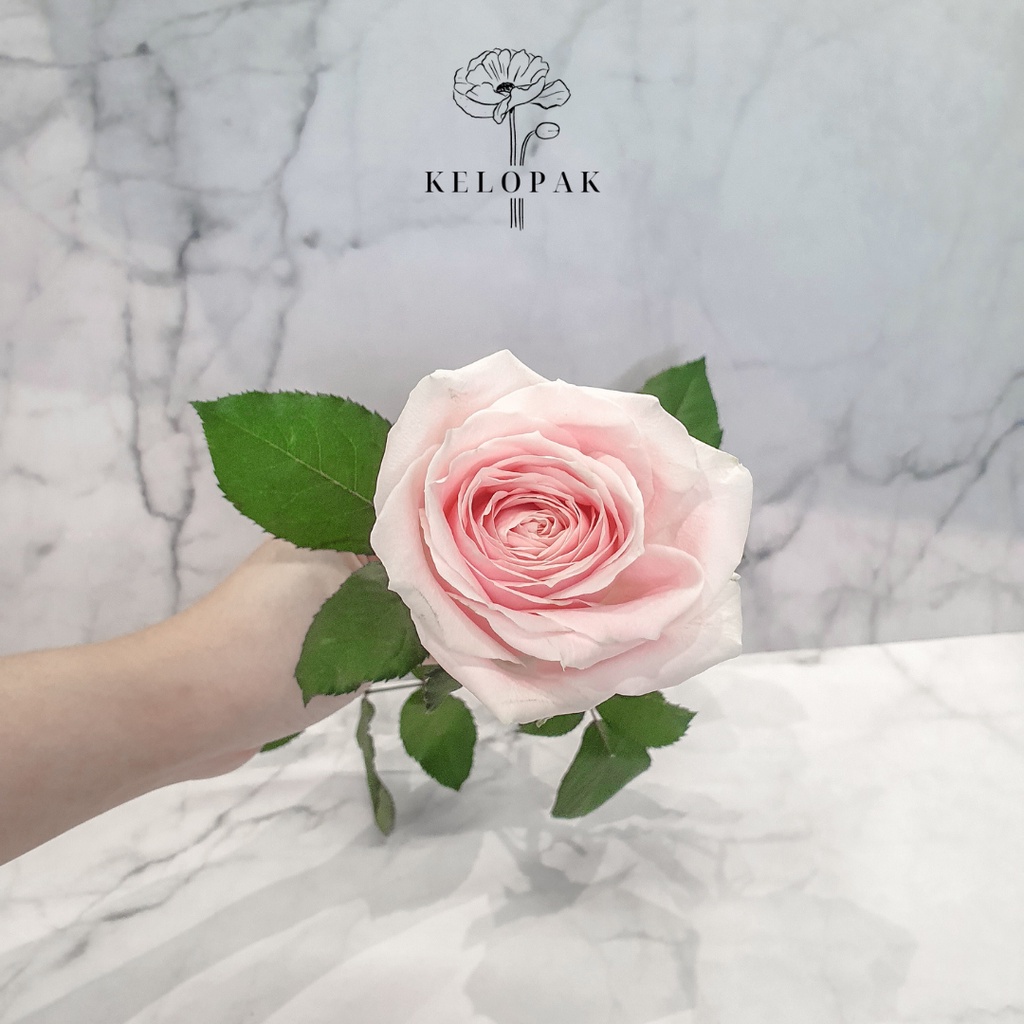Bunga Mawar Asli 1 Tangkai - Soft Pink/Mawar Potong/Mawar Segar/Pink Rose/Bunga Mawar Satuan/Bunga M