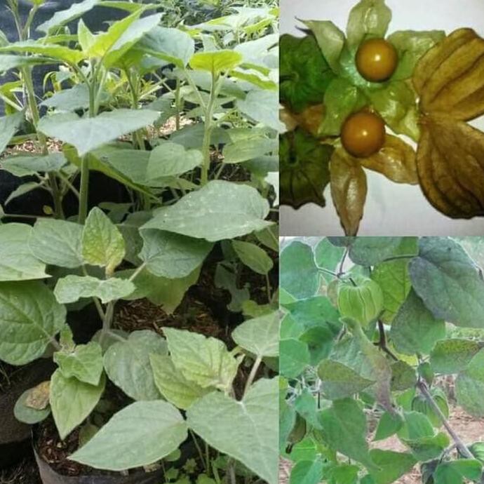 $Diskon Tulen Bibit Tanaman Buah Ciplukan Atau Golden Berry Unggulan