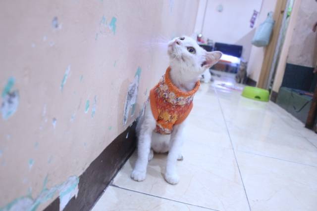 Baju rajut warna orange untuk kucing dan anjing / baju kucing murah size S M L XL