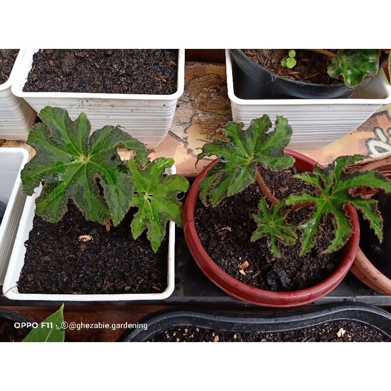 BEGONIA BINTANG / STAR BEGONIA