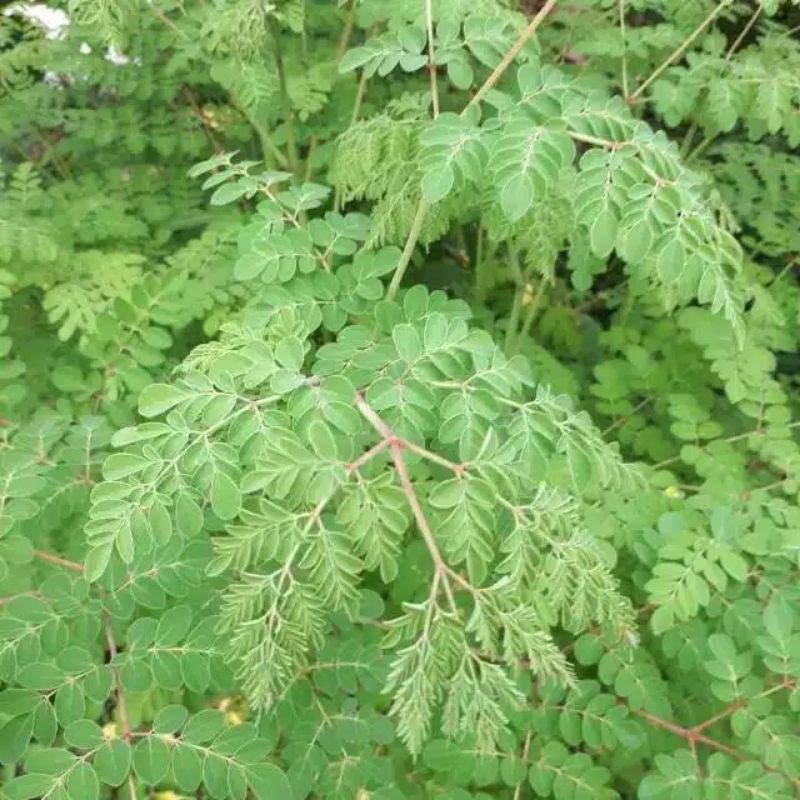 

jual daun kelor per 150gr