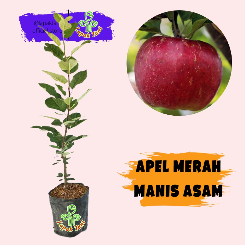 Bibit Tanaman Buah Apel Merah - Apel Malang asli