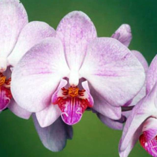 Anggrek vanda foetida muda