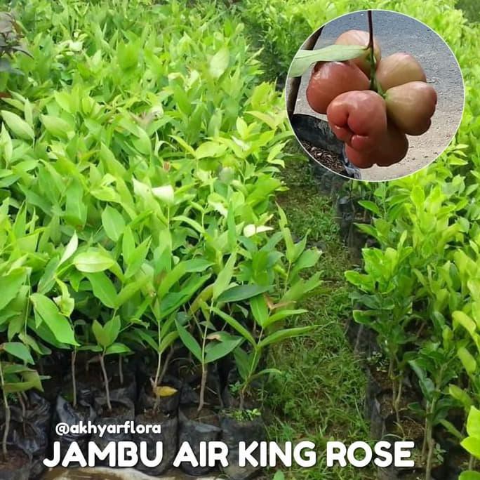 BIBIT JAMBU AIR KING ROSE TANAMAN BUAH JAMBU AIR KING ROSE