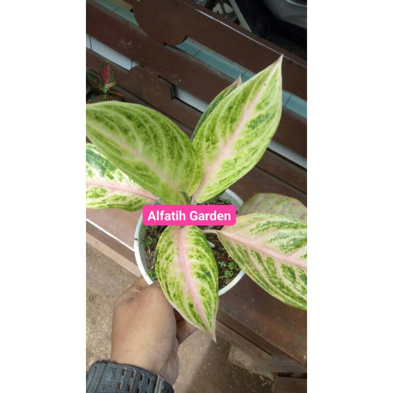 PROMO // Tanaman hias Aglonema bidadari mutasi induk-Tanaman hias-Aglonema bidadari mutasi-Bidadari