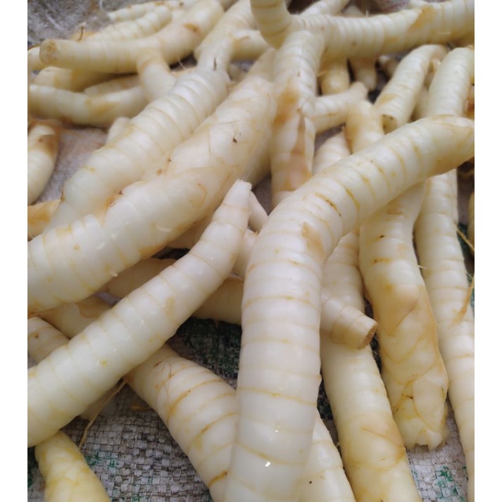 

PROMO UMBI GARUT ASLI ALAM FRESS 100 GRAM