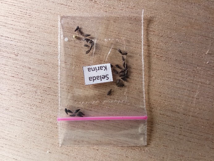 Lt7/5 - Benih Bibit Unggul Kemasan Seribuan Selada Grand Rapid Pearl Gem Indo Seed Enza Zadden