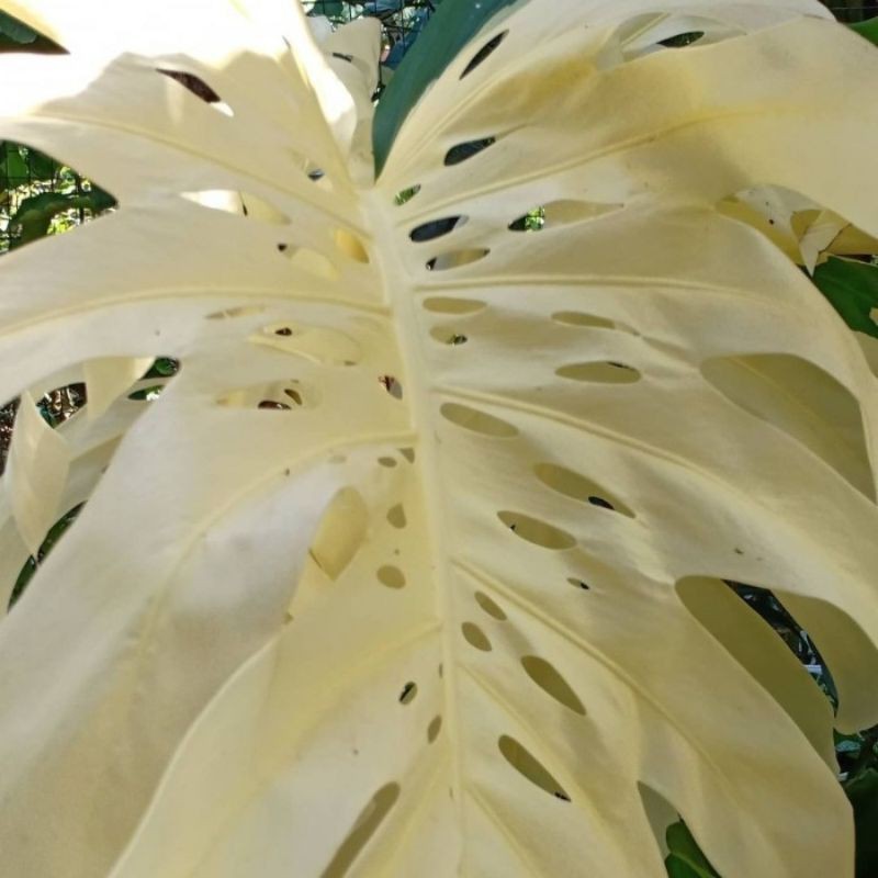 Bonggol Monstera King Variegata asli