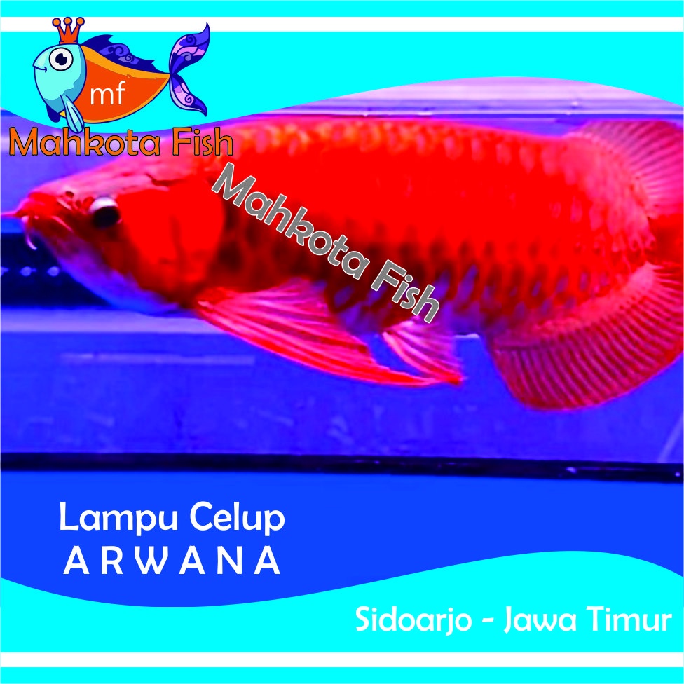 Lampu Celup ARWANA Aquarium | Lampu Arwana | Lampu Celup Merah | HEMAT ENERGY | Aquascape (GRATIS Bublewrap &amp; Kardus)