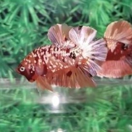 100 Real Pic Ikan Cupang Silangan Nemo X Fancy Copper F1 Keturunan Ke 1 Shopee Indonesia