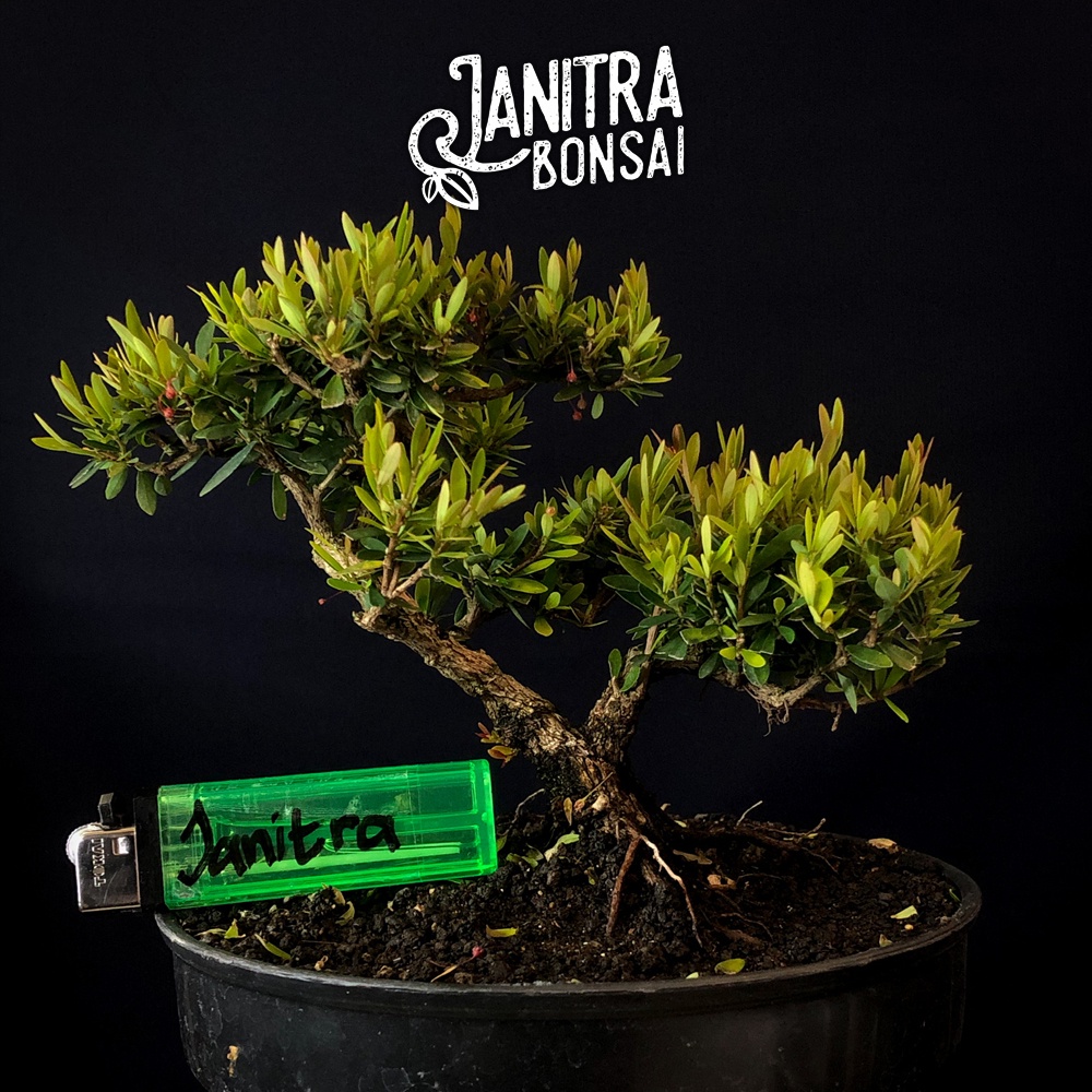 Bonsai cendrawasih jadi siap pajang