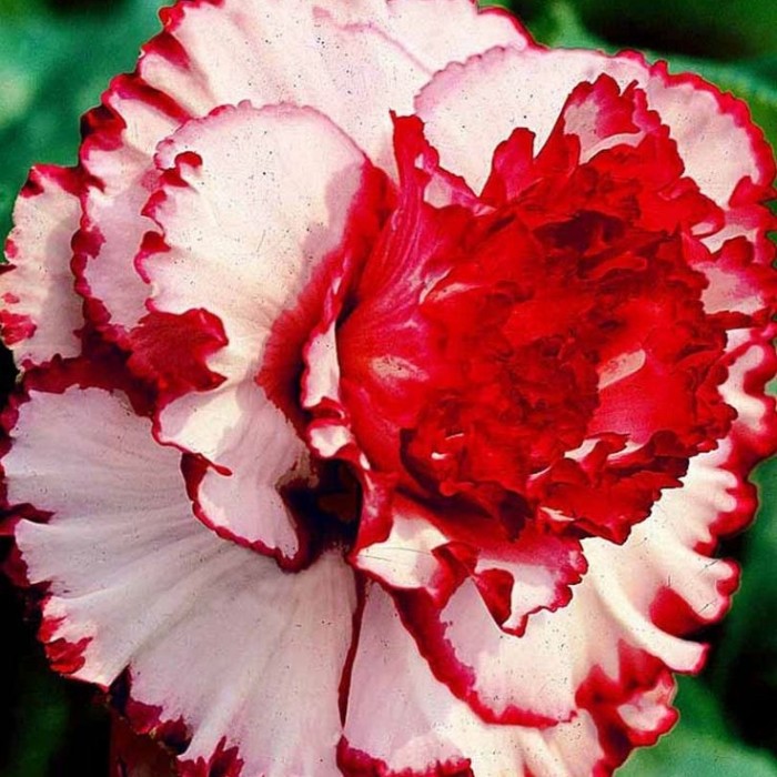 

bibit adenium merah ati love -
