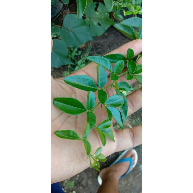 Bibit bahan bonsai Jeruk Kingkit