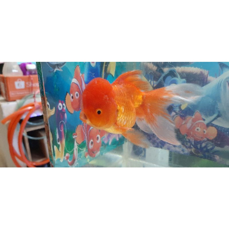 ikan oranda lionhead jumbo