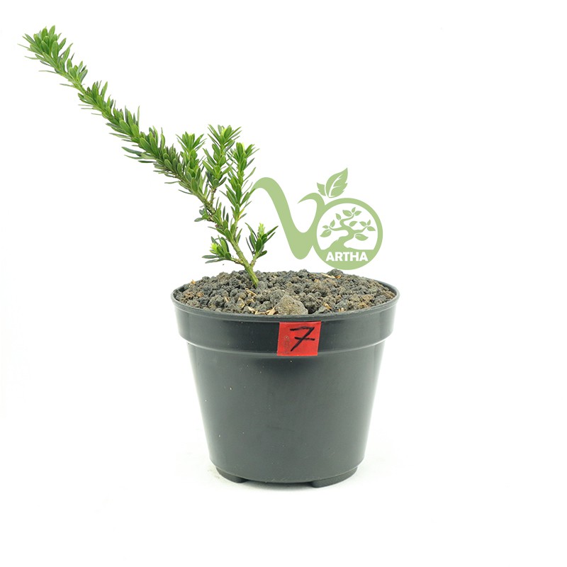 Bibit Bonsai Lohansung Micro 7