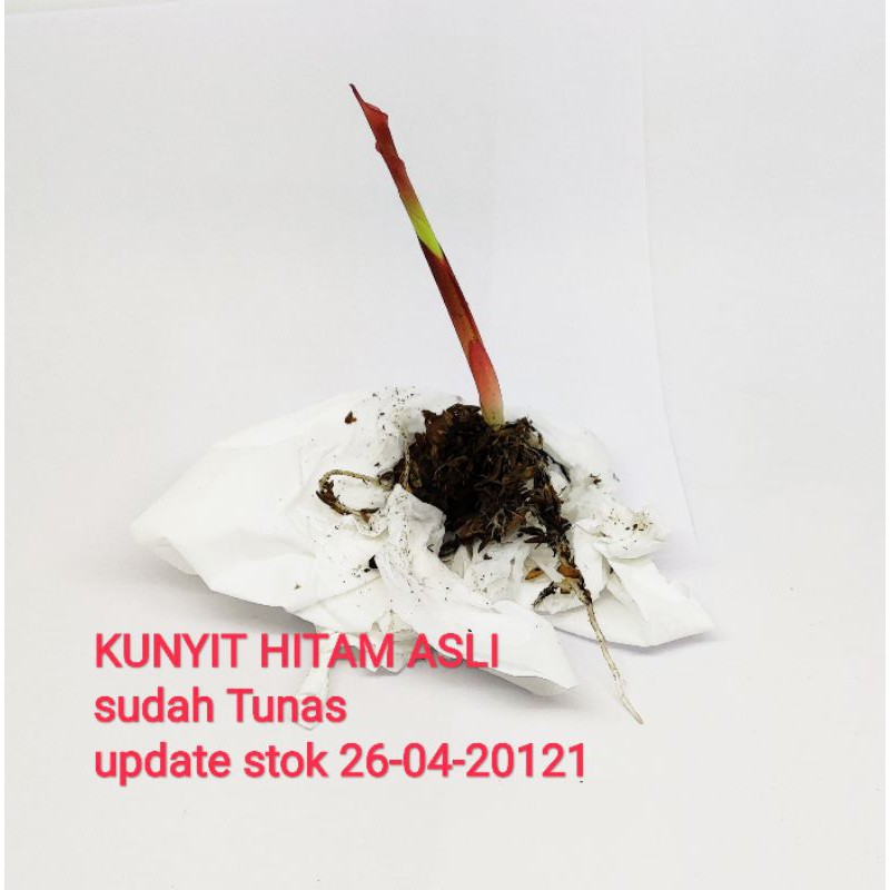 Bibit kunyit hitam asli sudah tunas original 100%