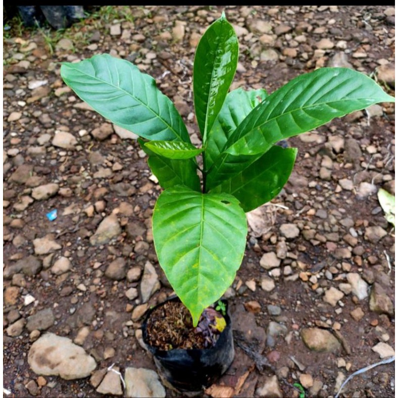 Bibit kopi bibit unggul siap tanam