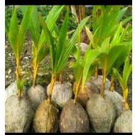 Bibit kelapa orange Hibrida bibit kelapa orange siap tanam / bahan bonsai kelapa orange
