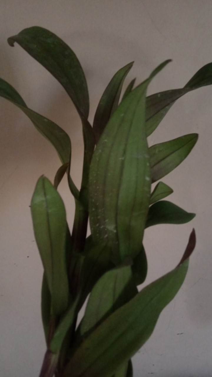 Anggrek Dendrobium Black Cat