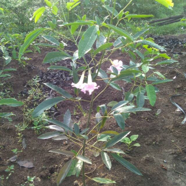 Paket 10 pohon tabebuya-tanaman tabebuya 1meter