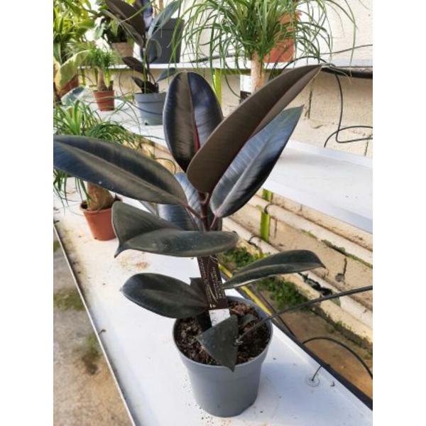 Tanaman hias Ficus Elastica Burgundy | Robusta