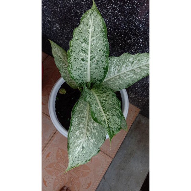 Diven Silver Langka Diefenbachia silver