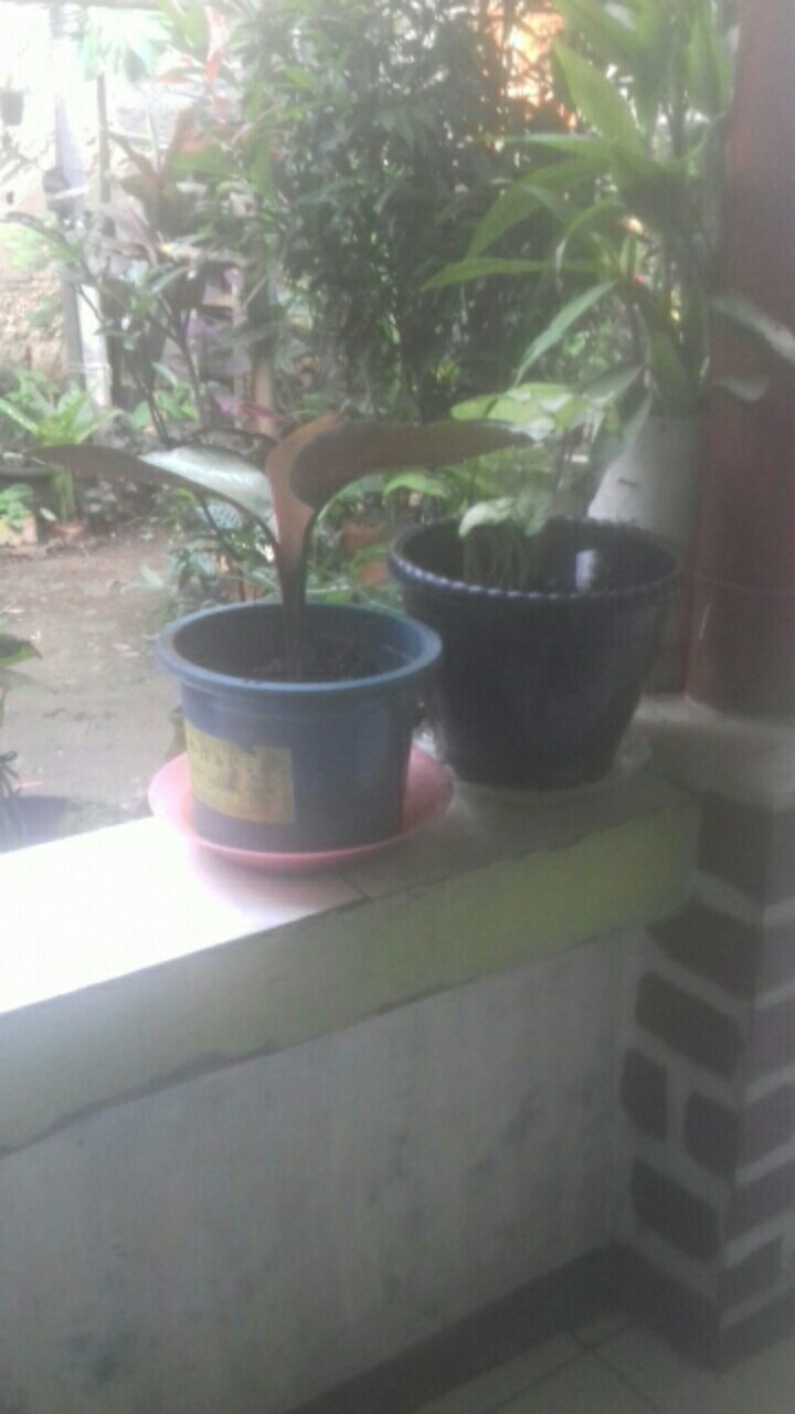 Tanaman Hias Chalatea Ornata