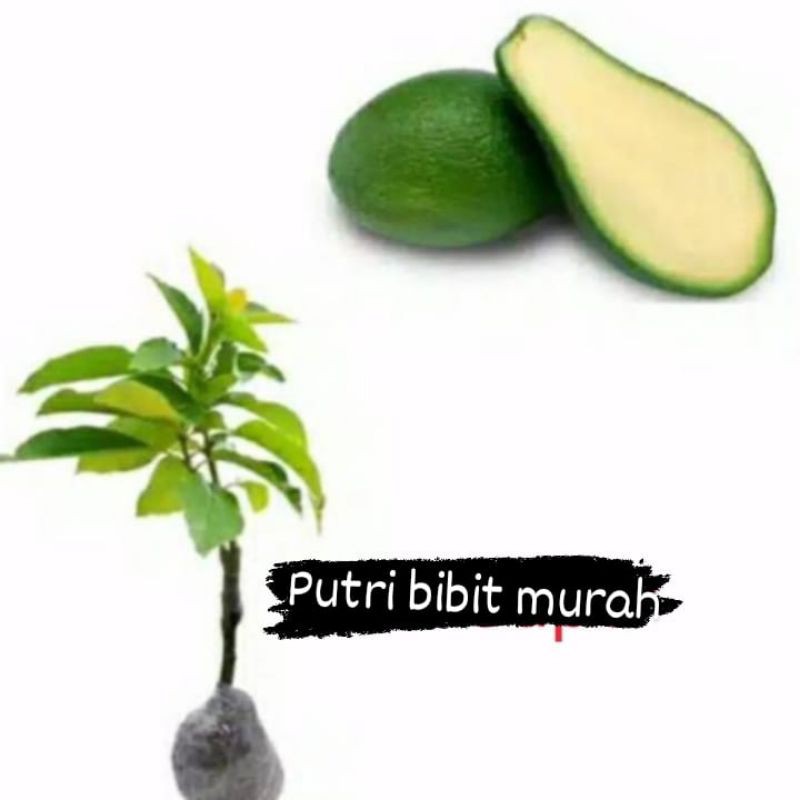 bibit alpukat tanpa biji