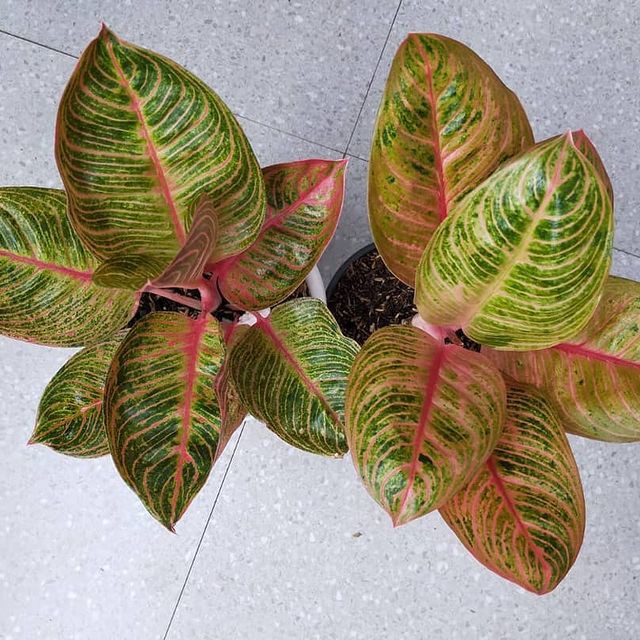 Bibit Bonggolan Aglonema Huges - Bibit Aglonema
