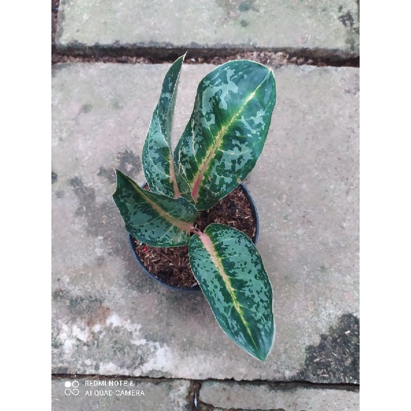 Aglaonema Gajahmada