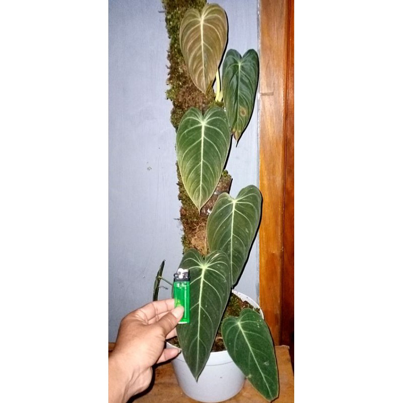 philodendron melanochrysum narrow