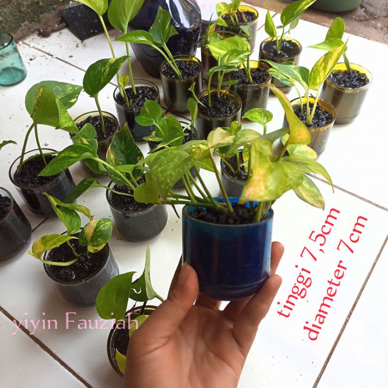 Botol pot plus tanaman botol pot kaca botol dekorasi rumah botol vas bunga Botol hiasan