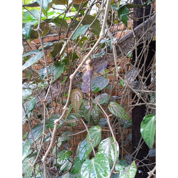 

sirih kering 1 kg