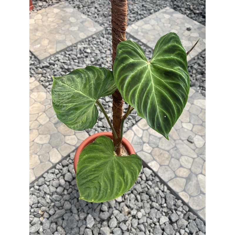 Bibit philodendron verrucosum