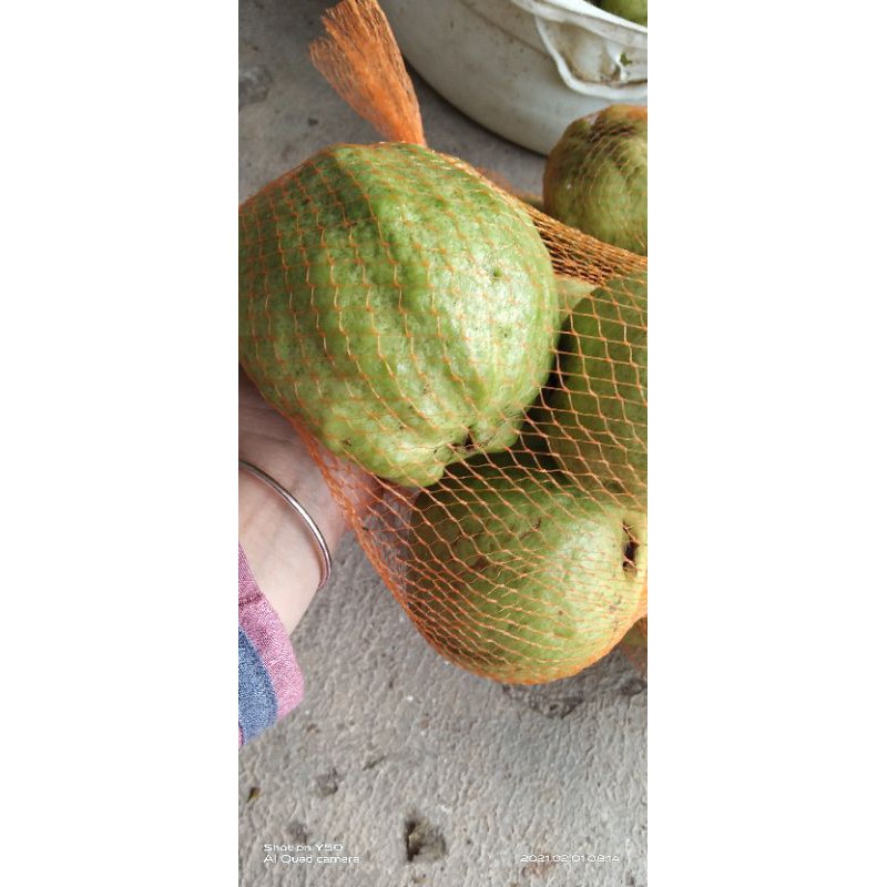 

jambu kristal jamkis super kresss