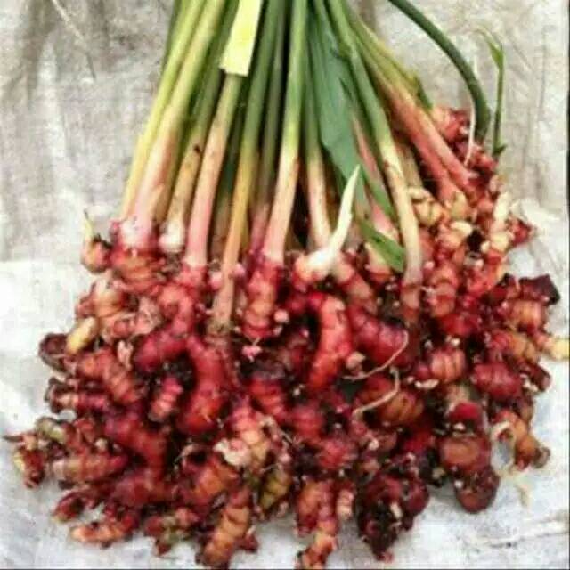 BIBIT JAHE MERAH SIAP TANAM