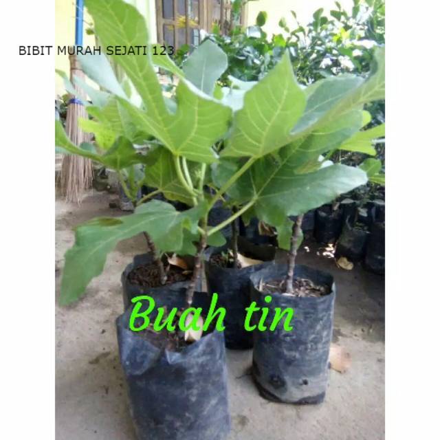 Bibit buah tin green zordan