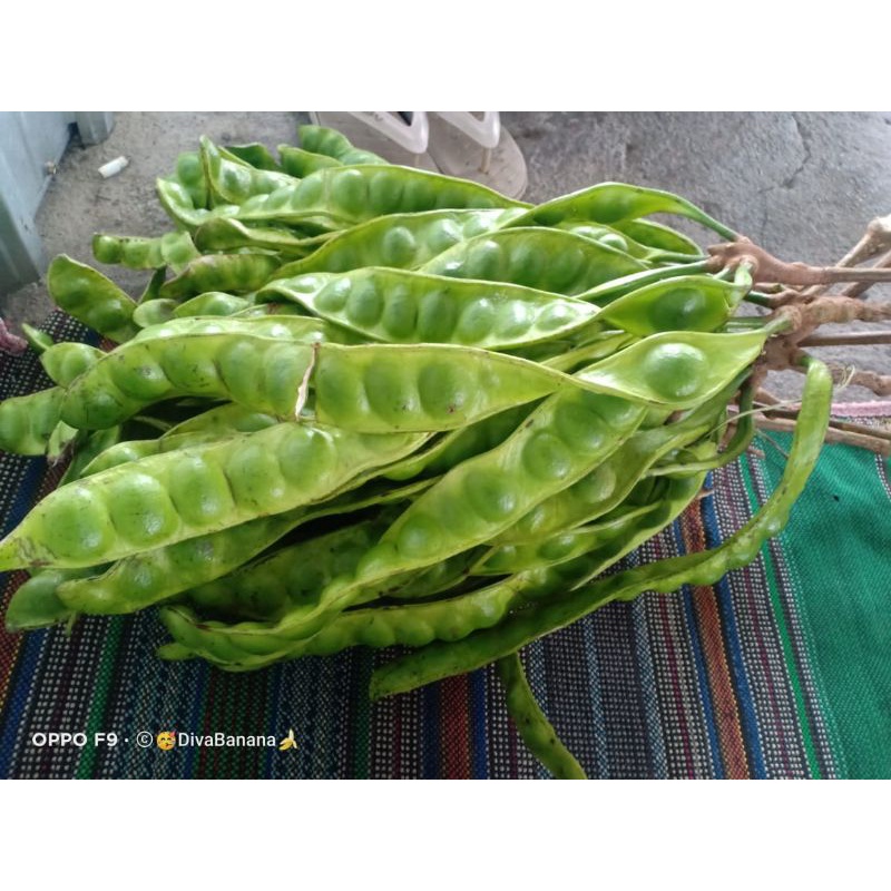 

pete besar sayur