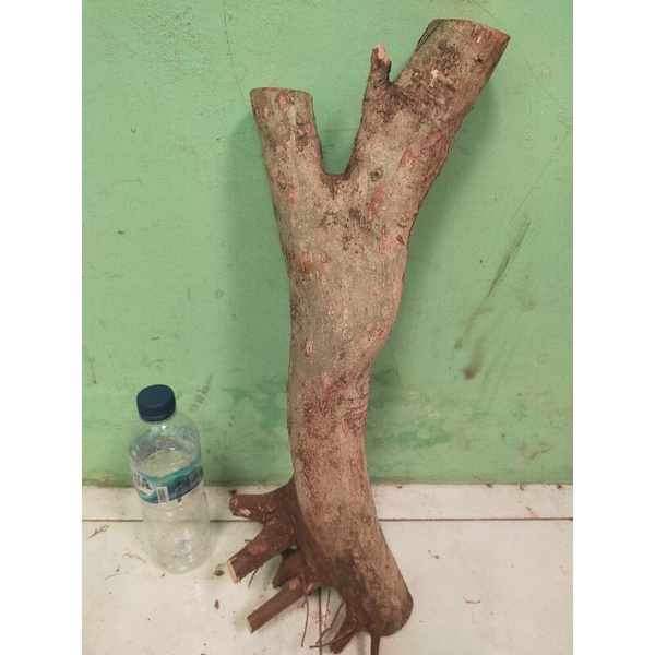 bahan bonsai dongkelan rukem besar