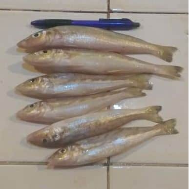 Ikan kaca piring 1kg