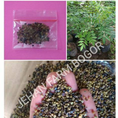 BIBIT BIJI INDIGOFERA KUWALITAS SUPER 200 SEED / BIJI INDIGOFERA / BIBIT INDIGOFERA TERMURAH