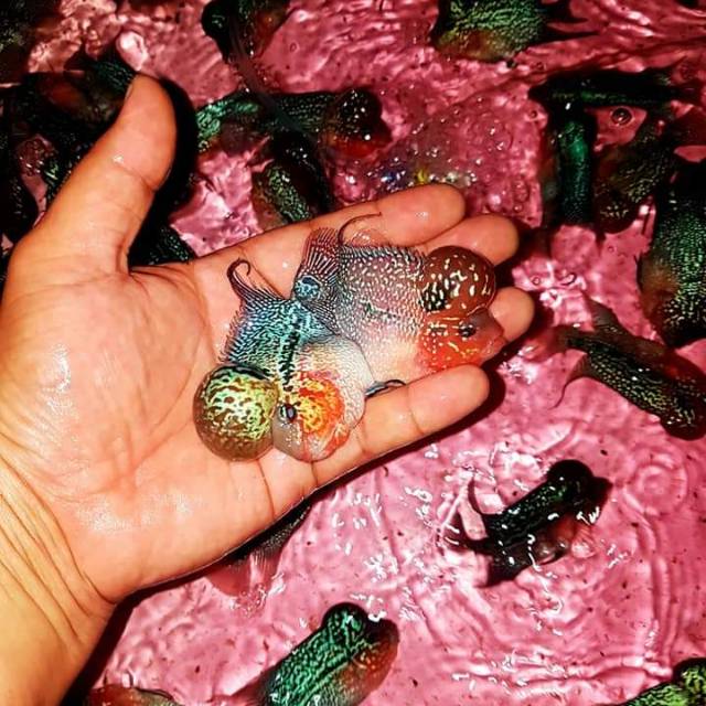 ikan louhan SRD short body Thailand ukuran +/- 7 cm