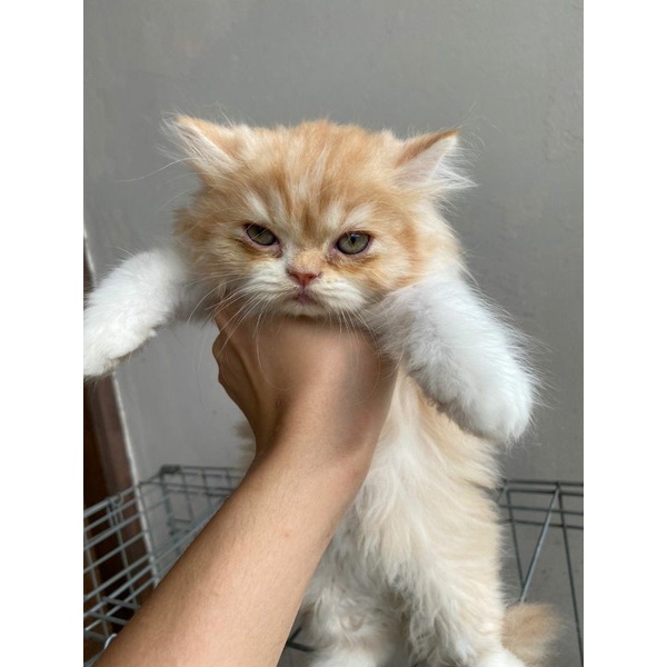 kitten peaknose turun