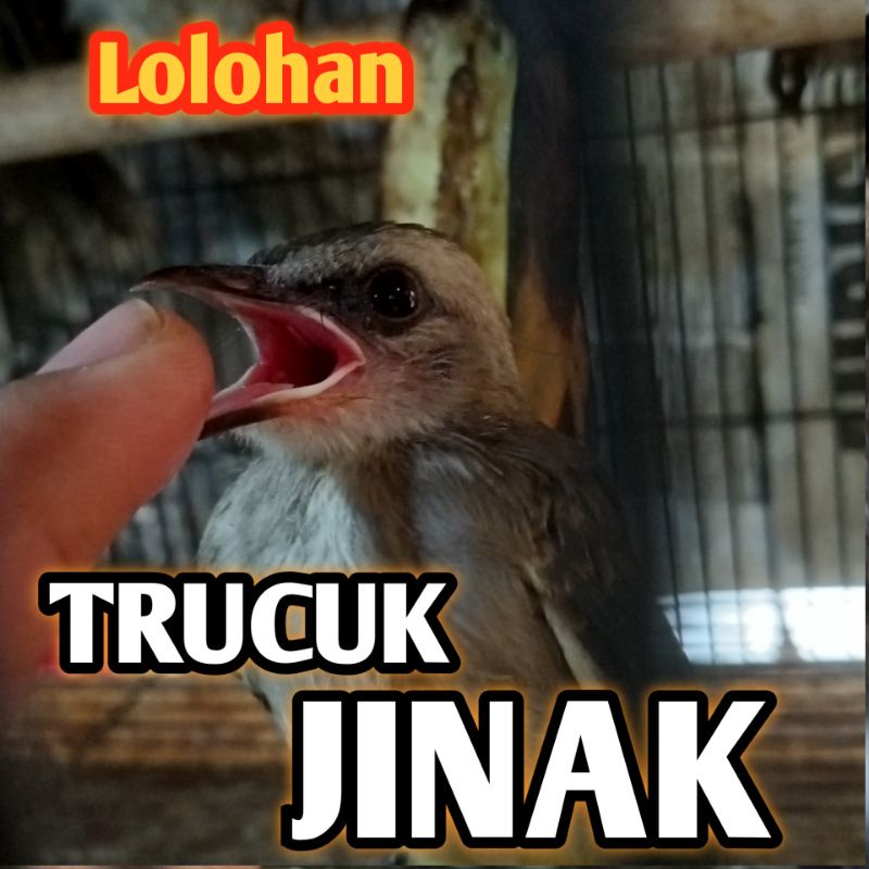 Burung trucuk an jantan anak Lolohan jinak