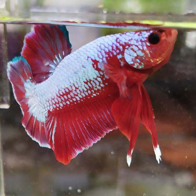 Cupang hellboy bold