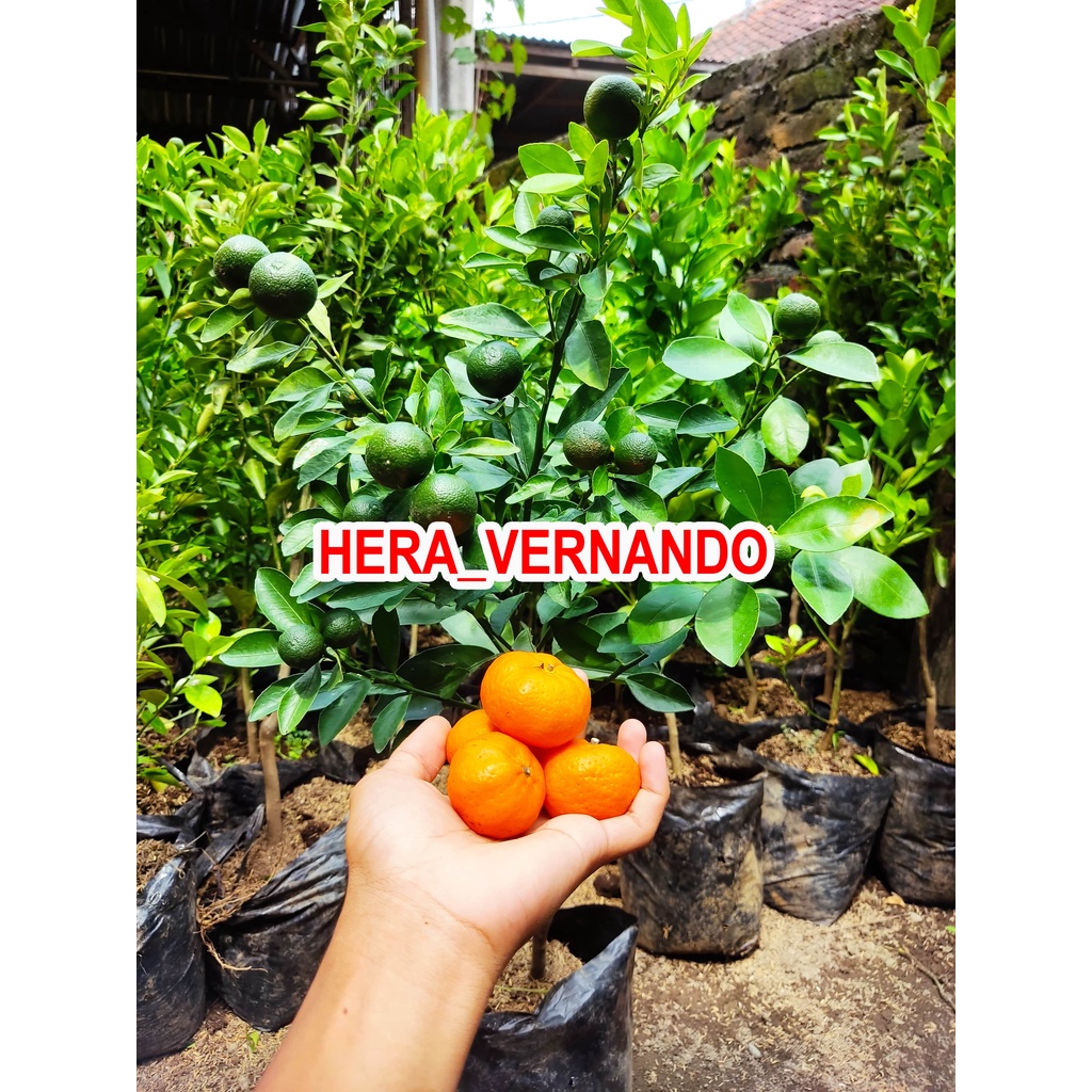 Bibit Jeruk Santang Madu 1 Meter sudah berbuah