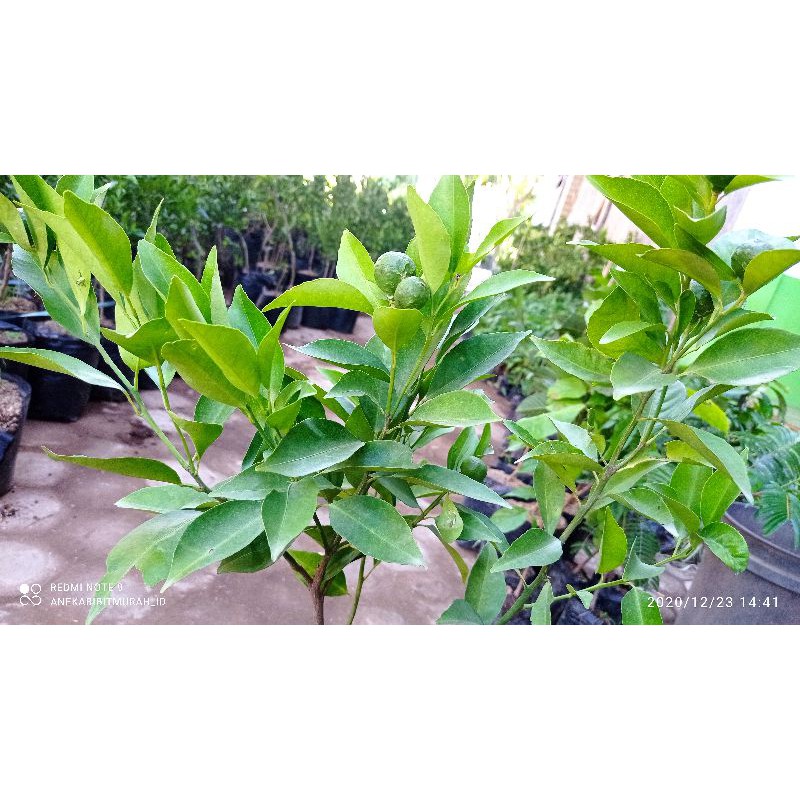 

JERUK SANTANG BUAH