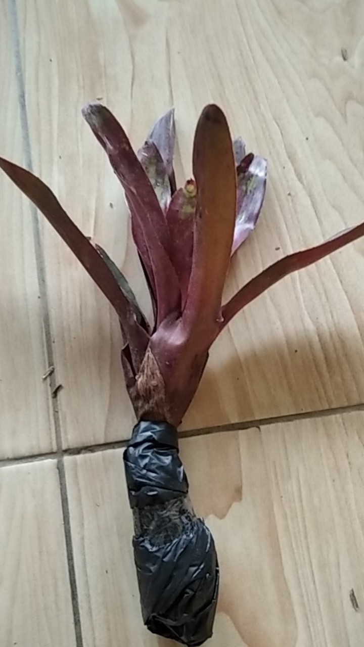 Tanaman Hias Bromelia Mawar