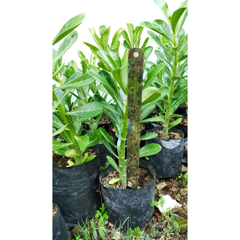 Kamboja Jepang / adenium / kamboja jepang