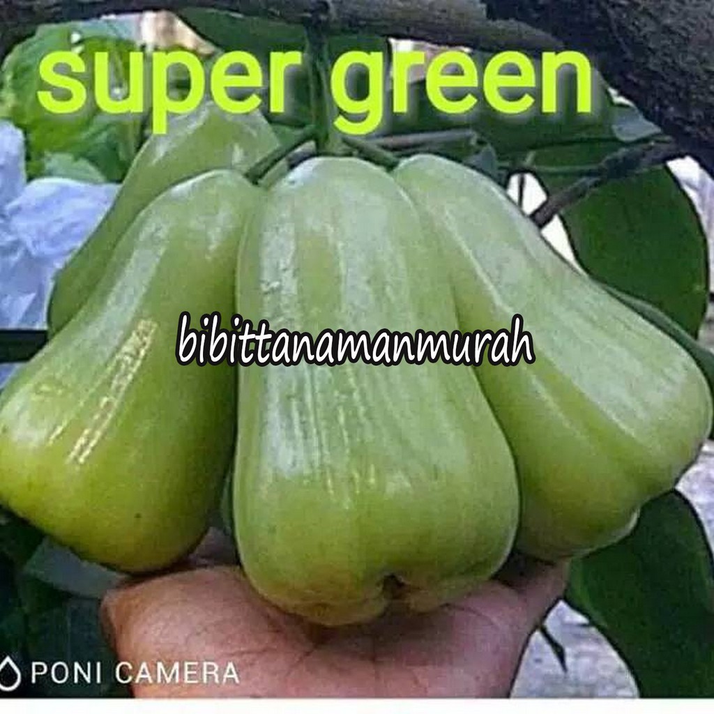 

1paket isi 5 bibit jambu air super green
